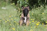 MALINOIS 424